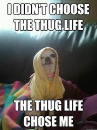 79 Chihuahua Memes Ideas Chihuahua Chihuahua Love Funny Animals