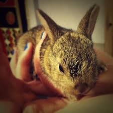 baby wild rabbit wild rabbit bunny animals