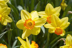 Narcissus Red Rascal Daffodils Bloom Botanical