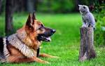 Are German Shepherds Good With Cats? (Hint: They Can Be)