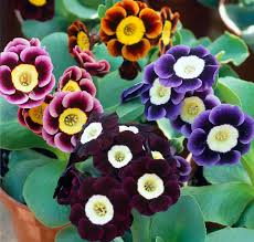 Image result for Primula x pubescens