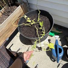 Image result for Cucumis sacleuxii