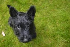 Whether you or someone you love has cancer, knowing what to expect can help you cope. Puppy Up Foundation Prostate Cancer In Dogs What You Need To Know