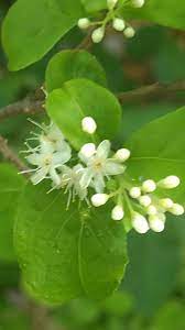 珍しい白い実のサワフタギの花です。瑠...「木の花、草の花」のアルバム-みんなの趣味の園芸1917763