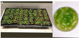 Image result for Arabidopsis