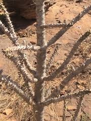 Image result for Euphorbia polycnemoides