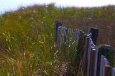 Harvesting the Landscape: Exploring and Tasting Native Edibles