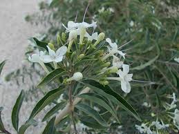 Image result for Volkameria glabra