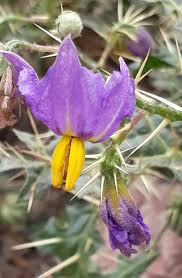 Image result for Tephrosia tanganicensis