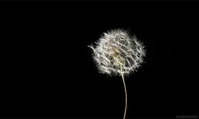 Pin By Agusiand On Dandelions Dandelion Beautiful Gif Aesthetic Gif