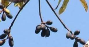 Image result for Canarium schweinfurthii