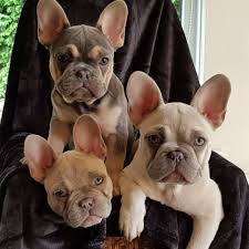 Bulldog Dogsofinstagram Dog Frenchie Dogs Bulldogsofinstagram Frenchbulldog Puppy Englishbull In 2020 French Bulldog Puppies Bulldog Puppies Cute Baby Animals