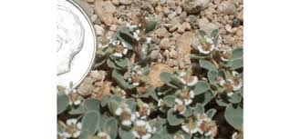 Image result for Isoglossa perdita