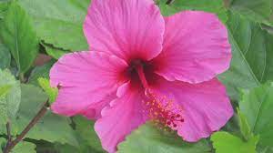 Choose from hundreds of free flower wallpapers. Free Download Pictures Types Of Flowers Widescreen Hd Wallpapers 1920x1080 For Your Desktop Mobile Tablet Explore 48 Types Of Wallpaper What Is Vinyl Wallpaper All Kinds Of Wallpapers Types