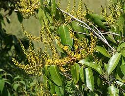 Image result for Rhabdophyllum welwitschii