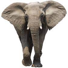 Elephant Free Download Png Png Image Elephants Photos Elephant Images African Elephant
