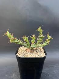 Image result for Euphorbia clavigera