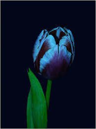 See website for more details. 13 Best Black Tulips Ideas Black Tulips Tulips Black Flowers