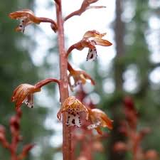 Maybe you would like to learn more about one of these? Forest Wildflowers Pink Red Purple Mount Rainier National Park U S National Park Service