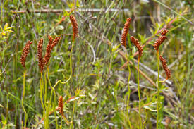 Image result for Schizaea