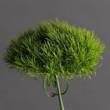 Available from holland, israel, ecuador and colombia. Green Ball Dianthus