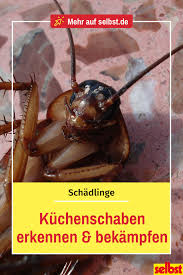 Kuchenschabe Selbst De Hausmittel Gegen Blattlause Kakerlaken Bekampfen Ungeziefer