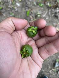 Image result for Bridelia brideliifolia