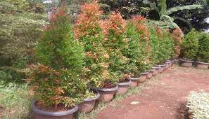 We did not find results for: Cara Menanam Tanaman Hias Pucuk Merah Dalam Pot Di Rumah Agar Tumbuh Subur Faunadanflora Com