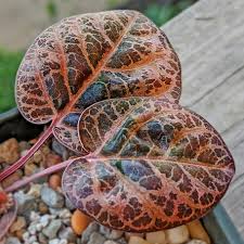 Image result for Euphorbia ramulosa