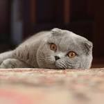 Scottish Fold Cat Breed - Facts and Personality Traits ...