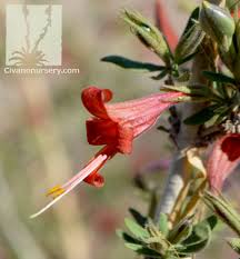 Image result for Anisacanthus