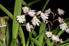 Image result for Polystachya ottoniana