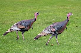 Wild Turkey 794 Hd Wallpaper Pictures Top Gallery Photo Wallpaper Pictures Wild Turkey Pictures