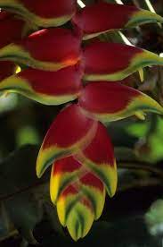 Pin On Flowers
