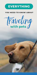Travel Nursing With Pets What You Need To Know Blueforce Pet Travel Travel Nursing Big Dog Care
