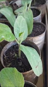 ENTREGAS DE PEDIDOS EN CÓRDOBA CAPITAL Y NUEVA CÓRDOBA Vamos a estar  entregando a domicilio pedidos de Peperina y aromáticas para el mate, para  infusiones medicinales ( también para las vías respiratorias).