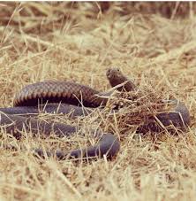 Most of the snake is stockinette worked back and forth. This Guys Lives Underneath The Brick Pavers I Think He Is A Very Dark Dugite Over 1 5 Meters Australia