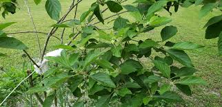 Image result for Grewia olukondae