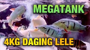 3 ikan predator ikan air tawar yang sebaiknya jangan dipelihara. Ikan Predator Air Tawar Terbuas Di Megatank Aquarium Makan 4kg Lele Youtube