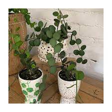 Silver dollar succulent vine care: Silver Dollar Vine Xerosicyos The Pot Warehouse Facebook