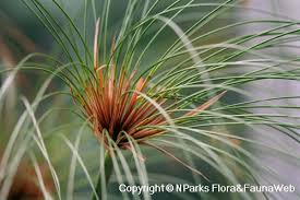 Image result for Cyperus papyrus
