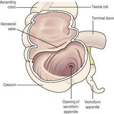 We did not find results for: The Digestive System Intake Of Raw Materials And Elimination Of Waste Ross And Wilson Anatomy And Physiology In Health And Illness With Access To Ross Wilson Website For Electronic