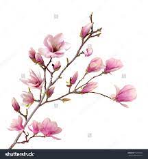 Pin On Flowers