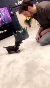 Check spelling or type a new query. Funny Sausage Dog Puppy Video Funny Dachshund Puppy Video Funny Weenie Dog Puppy Video Funny Doxie Dog Puppy Funny Animal Videos Cute Baby Animals Clever Dog