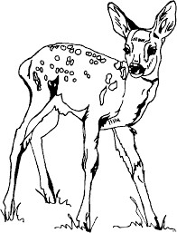 Reh Im Gras Ausmalbild Malvorlage Tiere