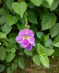 Image result for Asystasia guttata