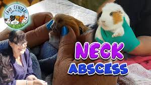 Guinea Pig Neck Abscess How To Treat And Drain And Abscess With Cavy Central Guinea Pig Rescue Youtube