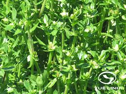 Image result for Enydra