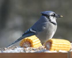 Birds Of Southwest Ohio Blue Jay Pictures Blue Jay Cyanocitta Cristata Blue Jay Blue Jay Bird Ohio Birds