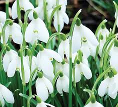 Image result for Pimpinella buchananii